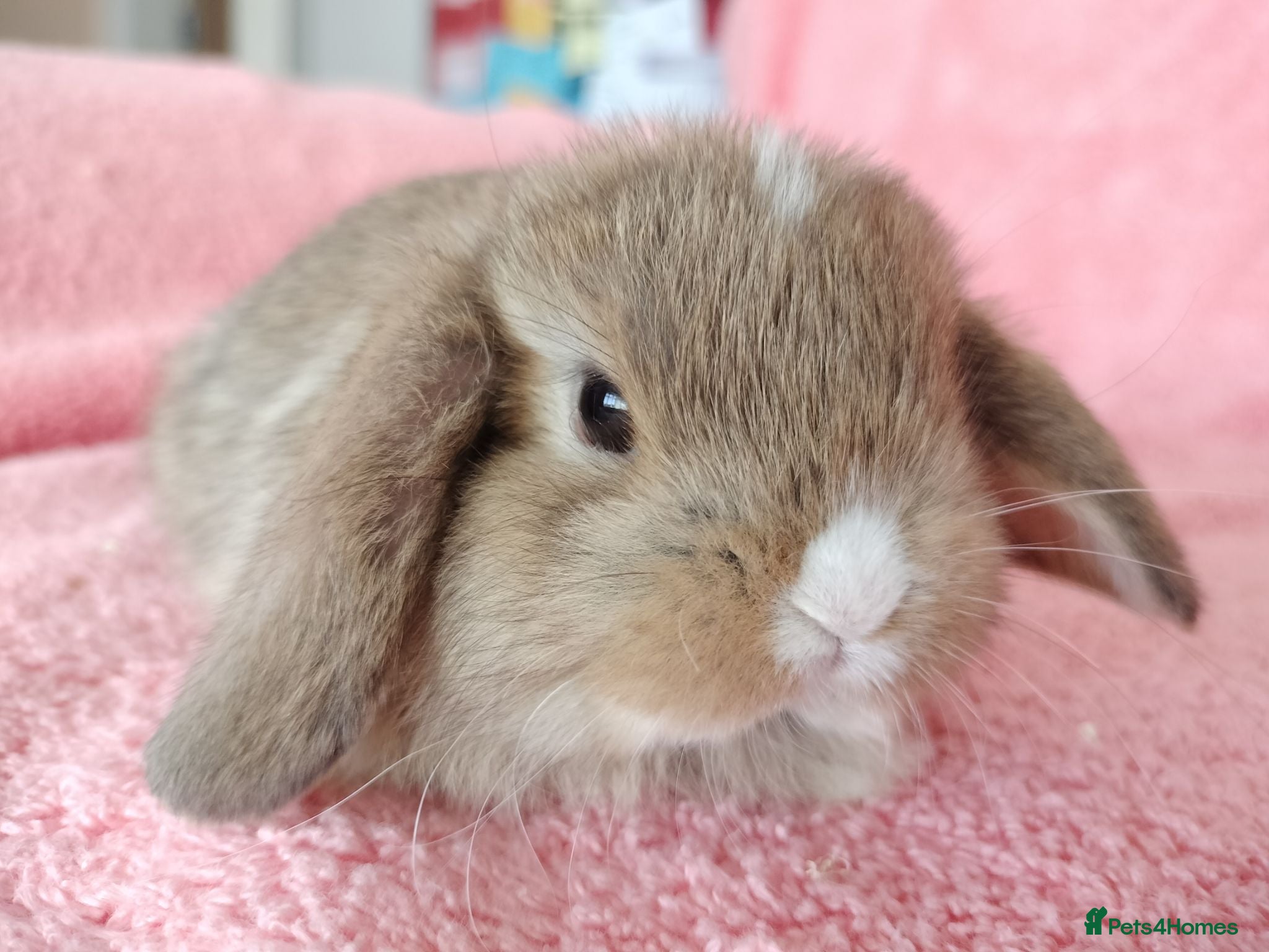Mini Lop rabbits Baby mini lops for sale  - Advert 15