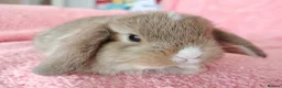 Mini Lop rabbits for sale: Baby mini lops for sale  - Advert 4