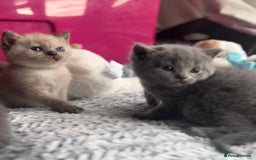 Mixed Breed cats for sale: Stunning Persian x Siamese kittens - Image 19