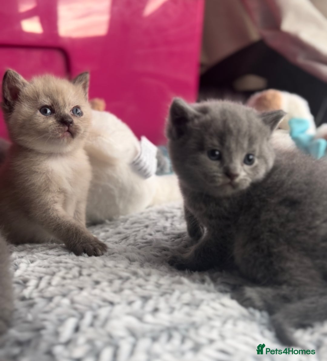 Mixed Breed cats for sale: Stunning Persian x Siamese kittens - Image 19