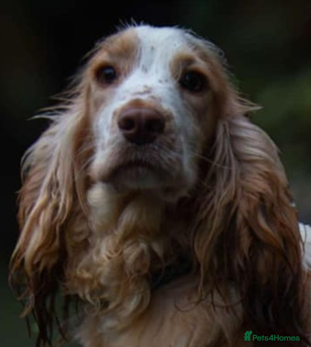 Cocker Spaniel dogs for stud: Frankie & Benny ready for stud in Blackburn - Image 3