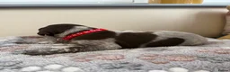 German Shorthaired Pointer dogs for sale: Stunning German Shorthaired Pointer Pups KC Reg'd - Advert 24