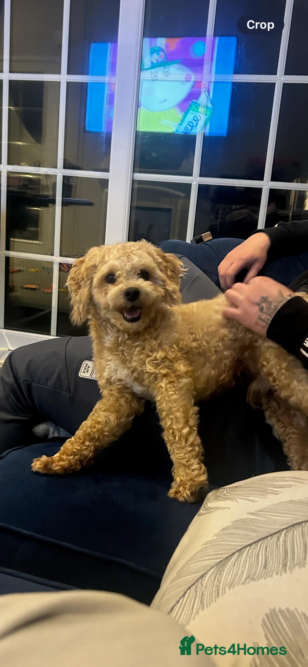 Poochon dogs for stud: ✨ Delightful Dash ✨ - Advert 1