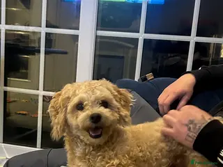 Poochon dogs ✨ Delightful Dash ✨ - Advert 1