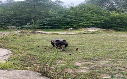French Bulldog dogs for sale: French Bulldog - 7 years old  - Image 2