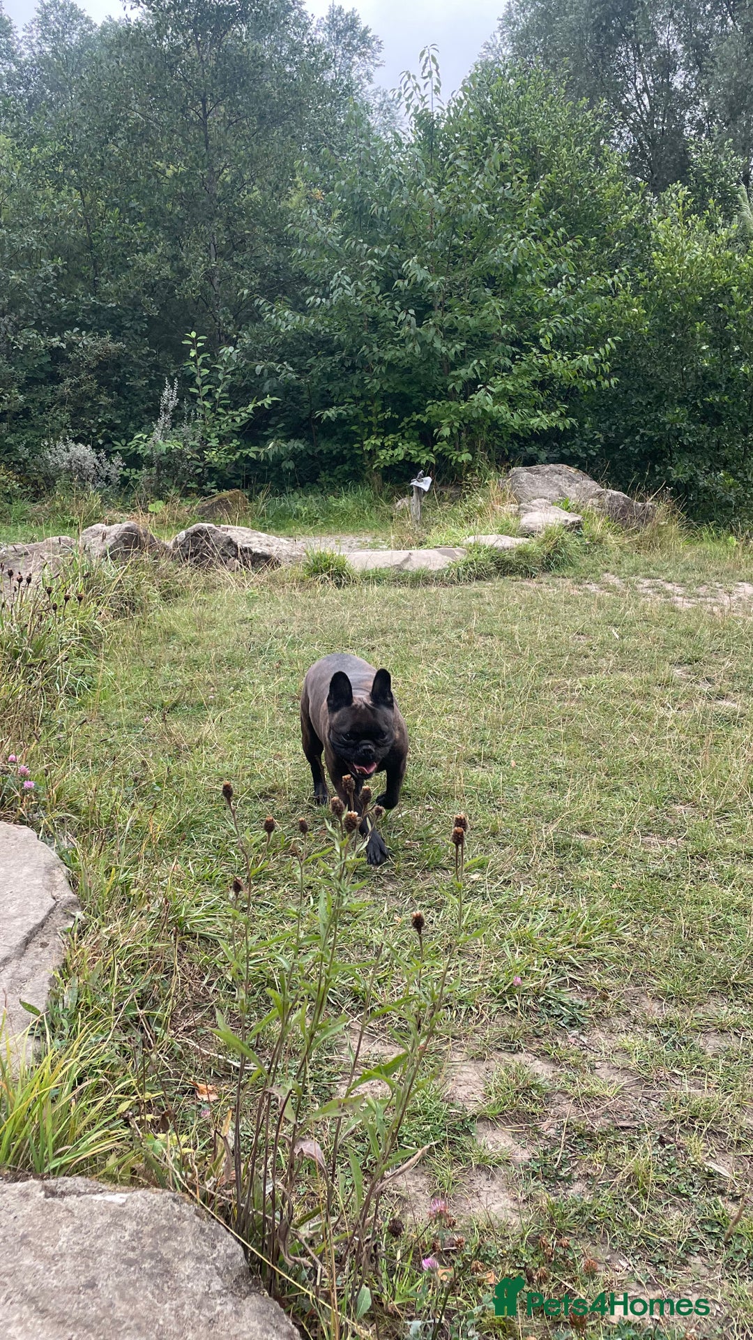 French Bulldog dogs for sale: French Bulldog - 7 years old  - Image 2