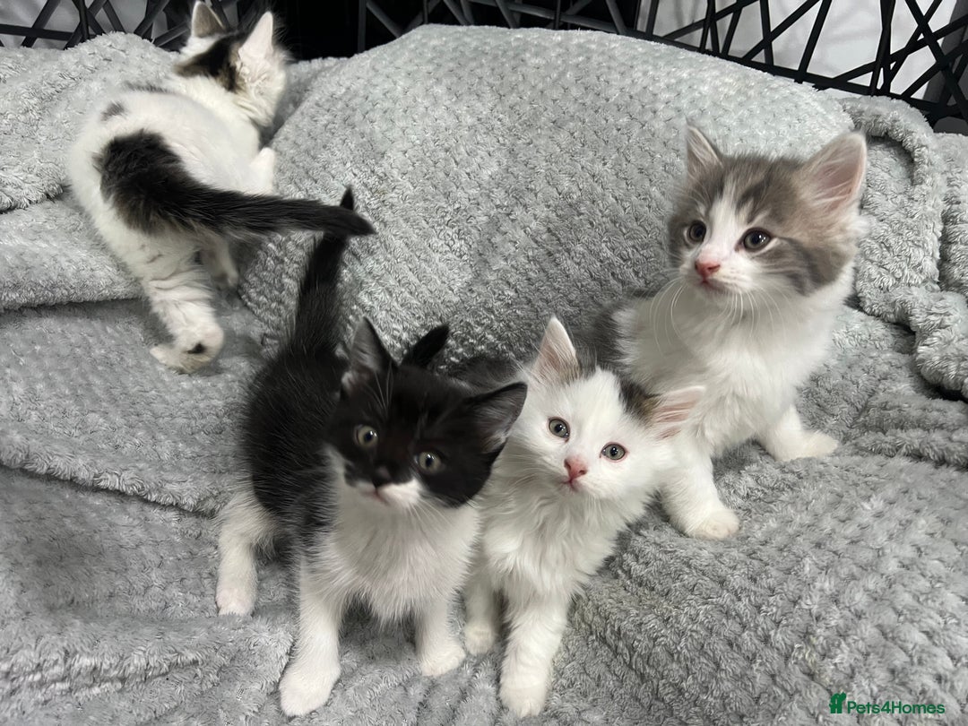 British Longhair cats for sale: Gorgeous fluffy kittens looking for forever home - Image 1