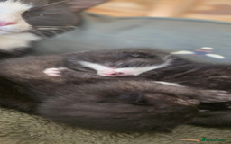 Domestic Shorthair cats for sale: 6 black and white Semi-Domestic kittens - Image 8