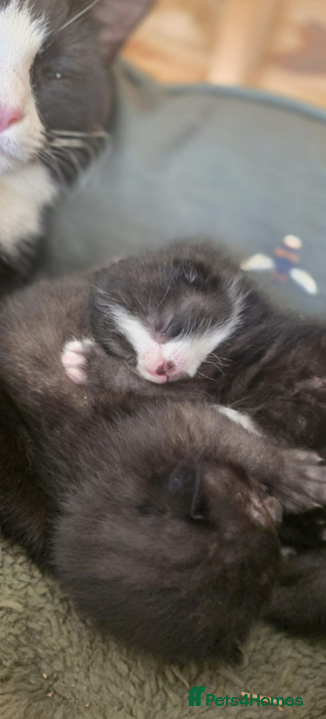 Domestic Shorthair cats for sale: 6 black and white Semi-Domestic kittens - Image 8