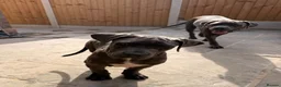 Cane Corso dogs for sale: Brutus(X-Man) World Winner line Cane Corso Puppies - Advert 5