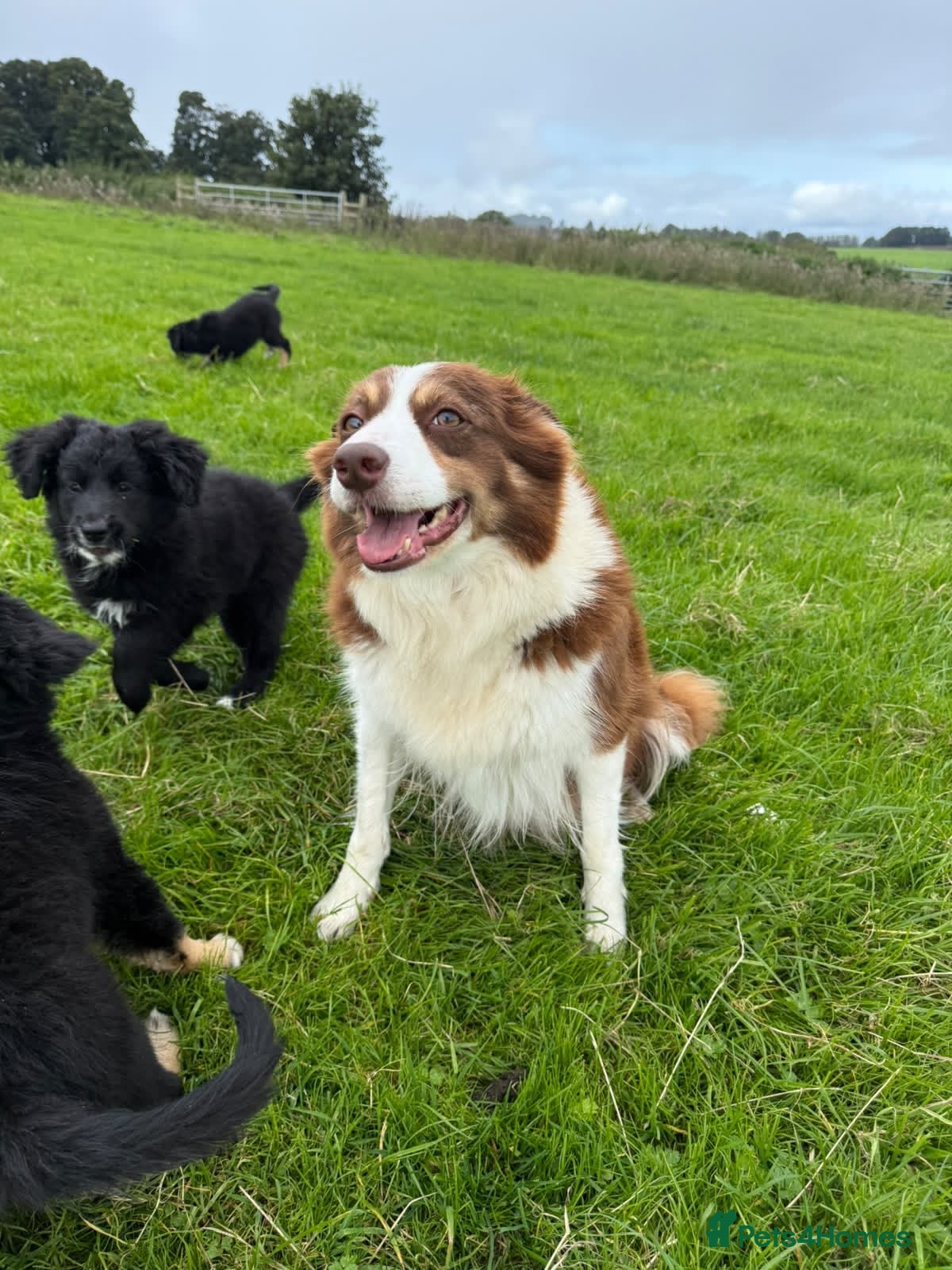 Mixed Breed dogs Border Collie x Golden Retriever pups for sale  - Advert 14
