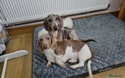 Dachshund dogs for sale: 2 Loving Miniature Dachshunds–Must Stay Together - Image 6