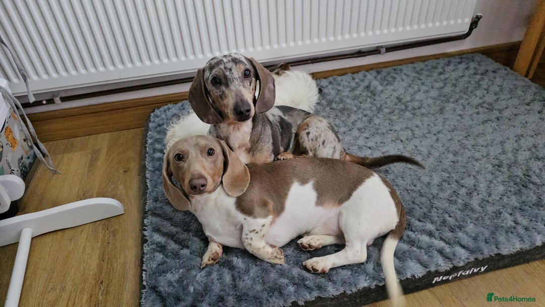 Dachshund dogs for sale: 2 Loving Miniature Dachshunds–Must Stay Together - Image 6