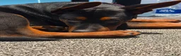 Chinese Red Dog dogs for sale: ( 1 GIRL LEFT  ) Chinese red dog  ( READY TO GO ) - Advert 3