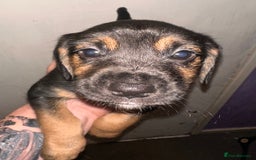Mixed Breed dogs for sale: Mixbreed beautiful puppies  - Image 3
