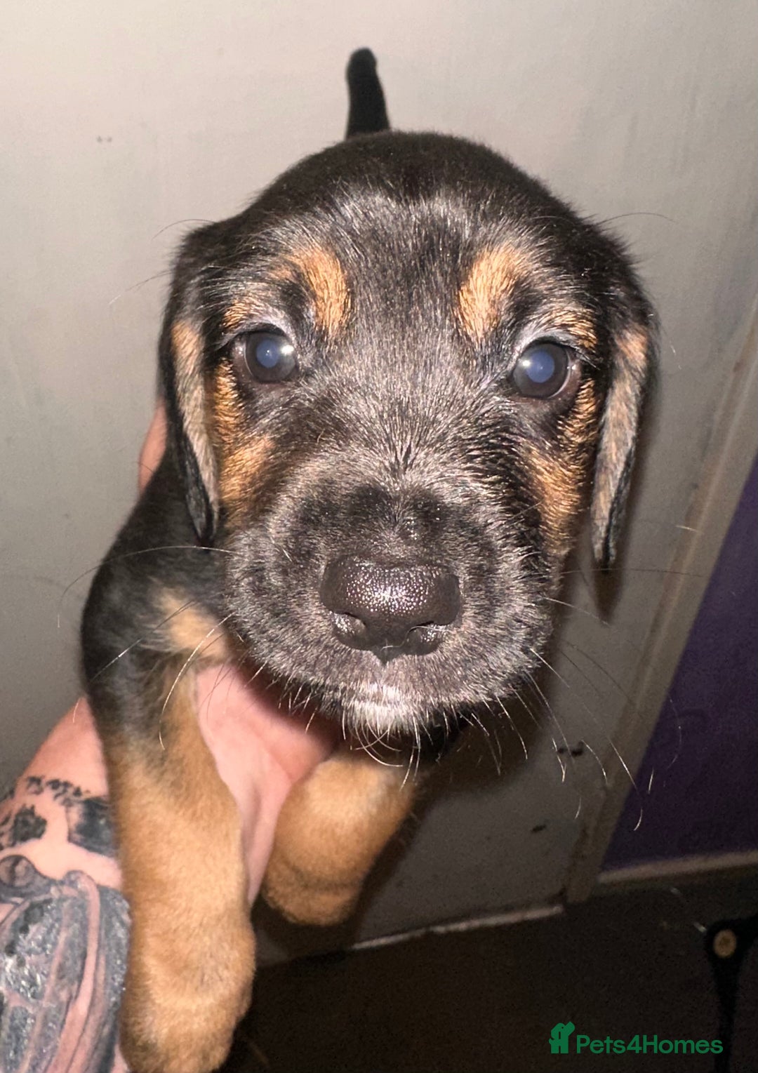 Mixed Breed dogs for sale: Mixbreed beautiful puppies  - Image 3