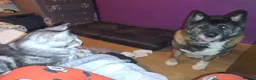 Maine Coon cats for sale: Male maine coon needs forever home - Advert 3