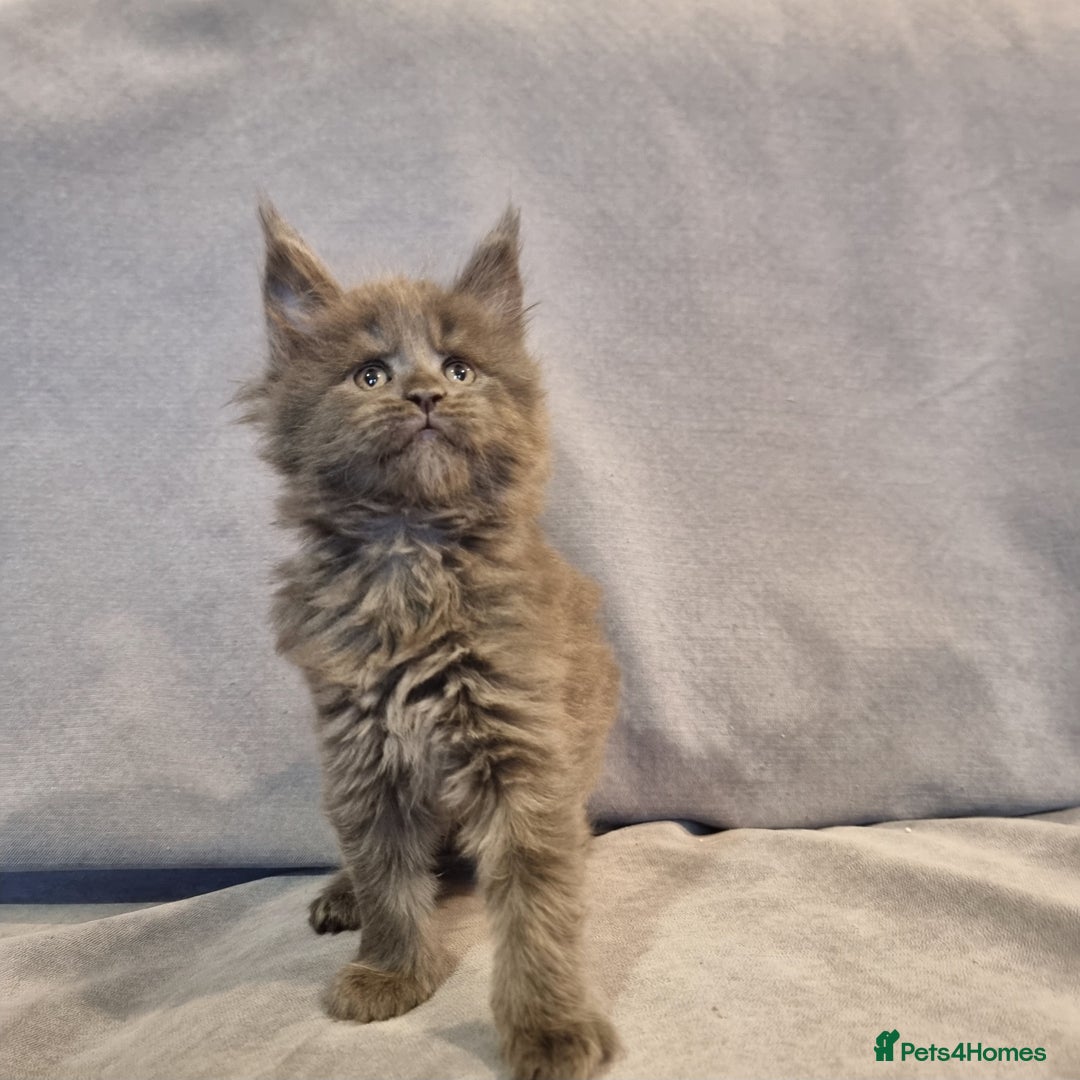Maine Coon cats for sale: Gorgeous pedigree kittens  - Advert 4