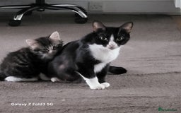 Mixed Breed cats for sale: 4 tabby kittens  - Advert 4