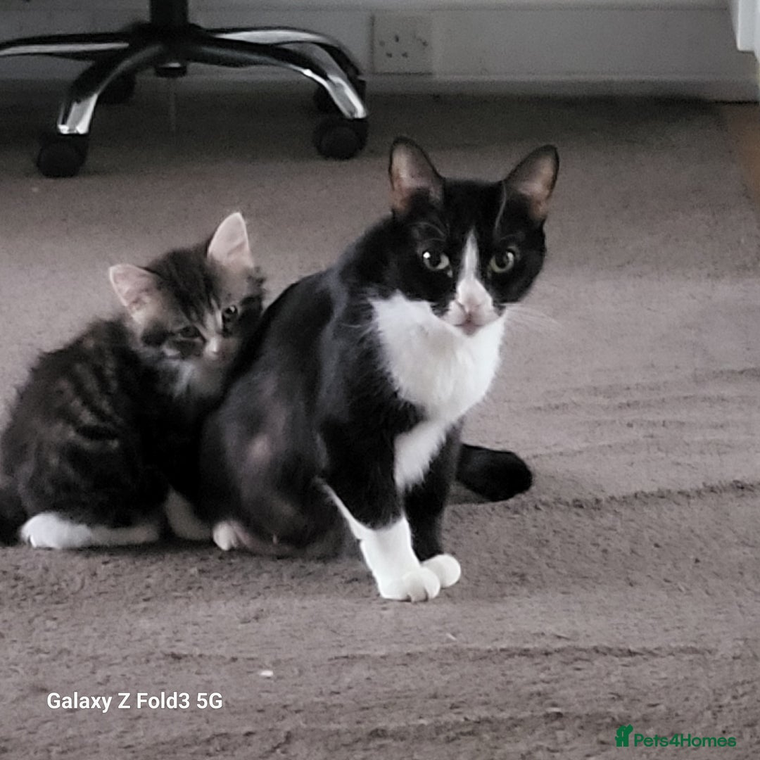 Mixed Breed cats for sale: 4 tabby kittens  - Advert 4