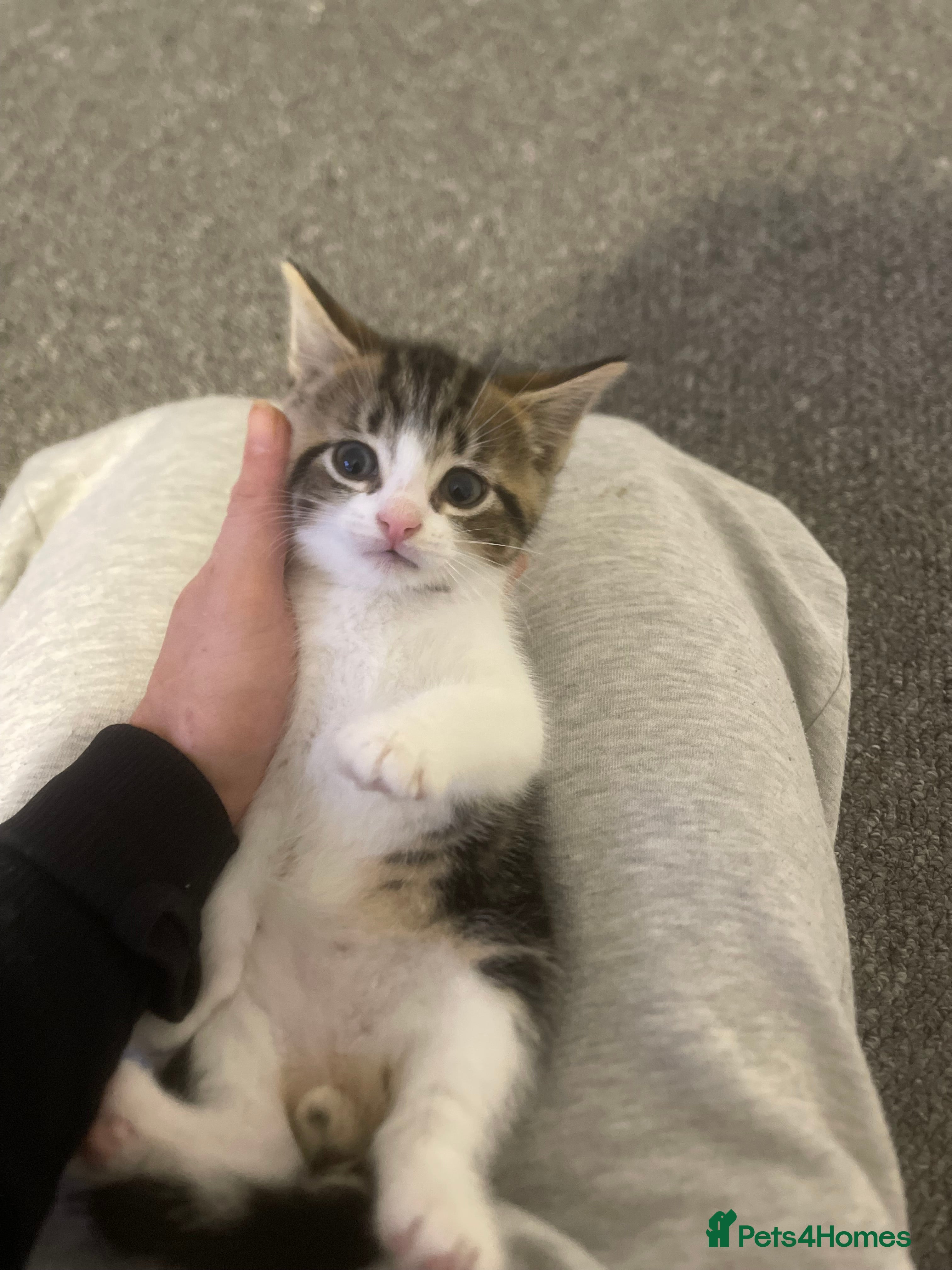 Mixed Breed cats Two female kittens for sale  - Advert 4