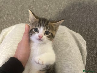 Mixed Breed cats Two female kittens for sale - Advert 4