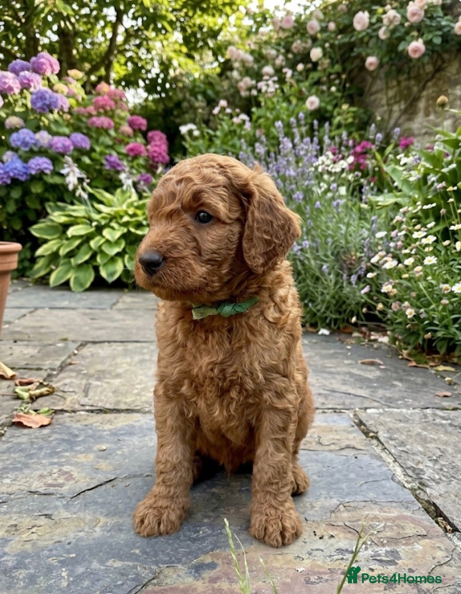 Goldendoodle dogs F1bb goldendoodle puppies  - Advert 2
