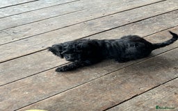 Cockapoo dogs for sale: Cockapoos puppies  - Image 6