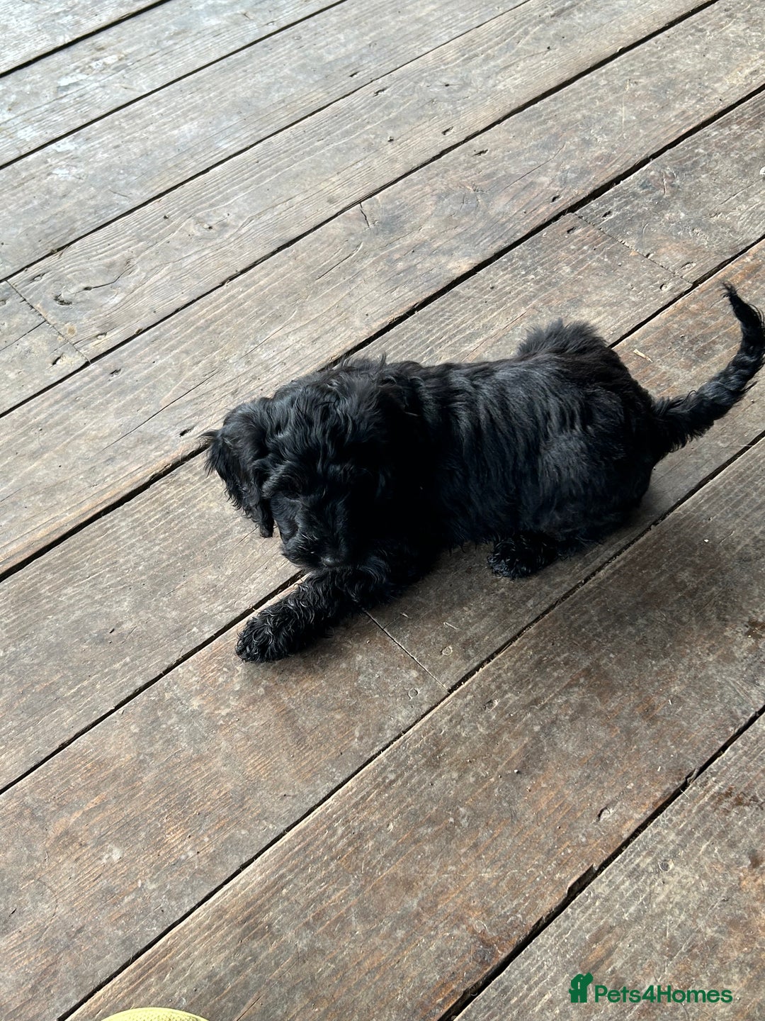 Cockapoo dogs for sale: Cockapoos puppies  - Image 6