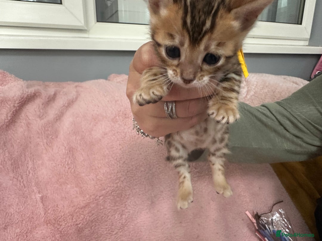 Bengal cats for sale: Beautiful Bengal babies  - Image 5