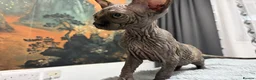 Sphynx cats for sale: 😍Two Beautiful Sphynx Girls😍 - Advert 17