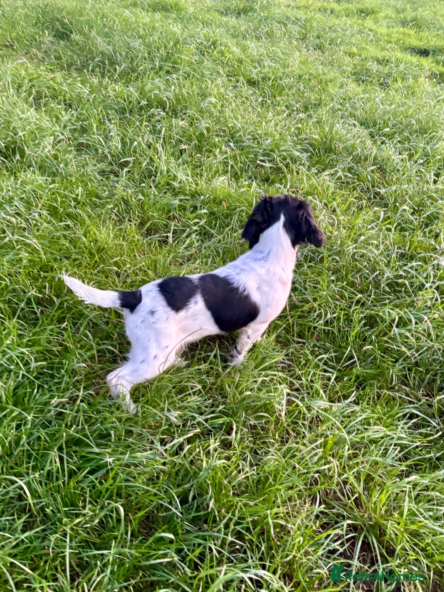 Sprocker dogs Stunning F1 Sprocker Puppies 5⭐️🏡 - Advert 2