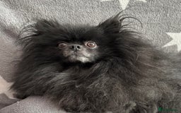 Pomeranian dogs for adoption: Naomi’s Story: A Tiny Life Saved - Image 10