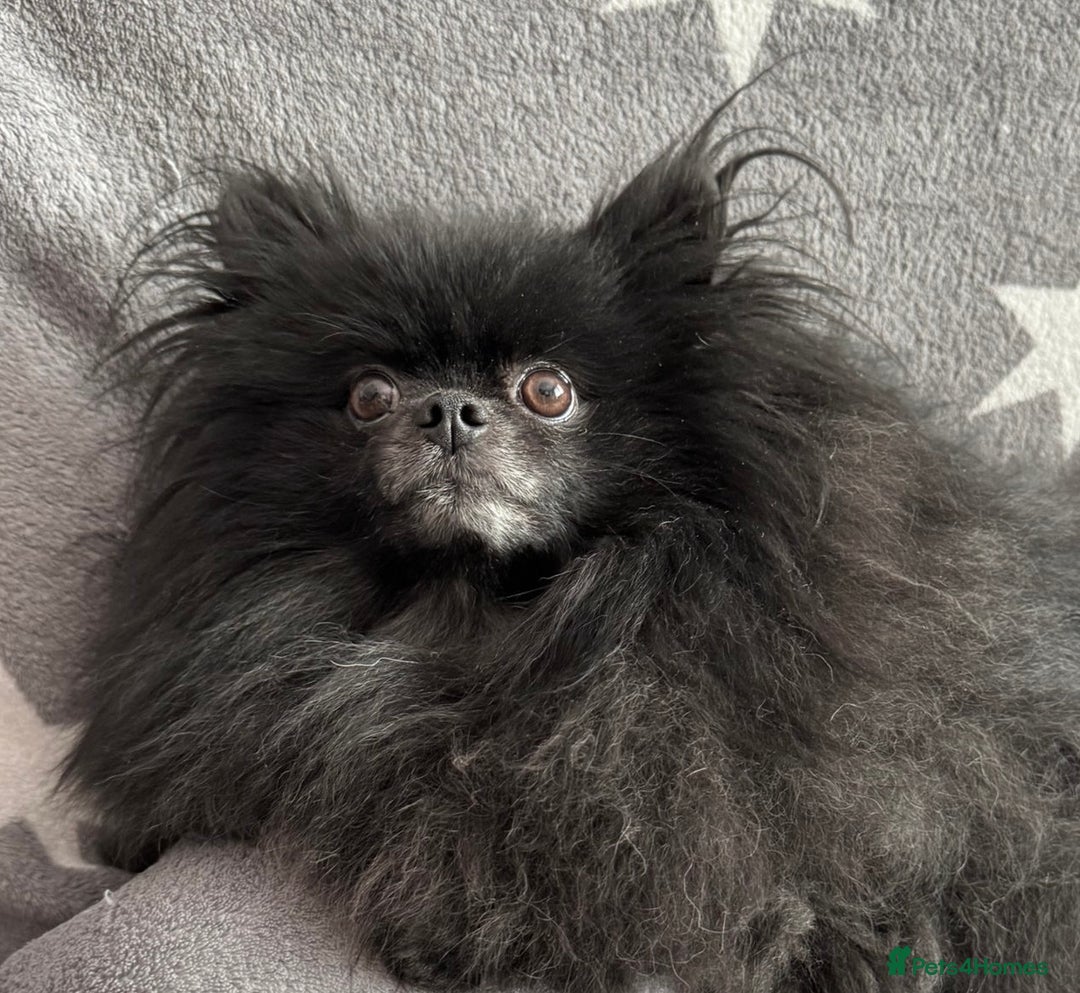 Pomeranian dogs for adoption: Naomi’s Story: A Tiny Life Saved - Image 10