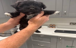Mixed Breed dogs for sale: Teddy Junior - Image 2