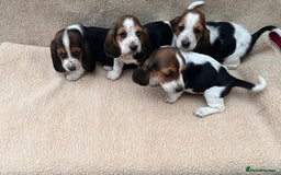 Basset Hound dogs for sale: Bassat hound puppys  - Image 2