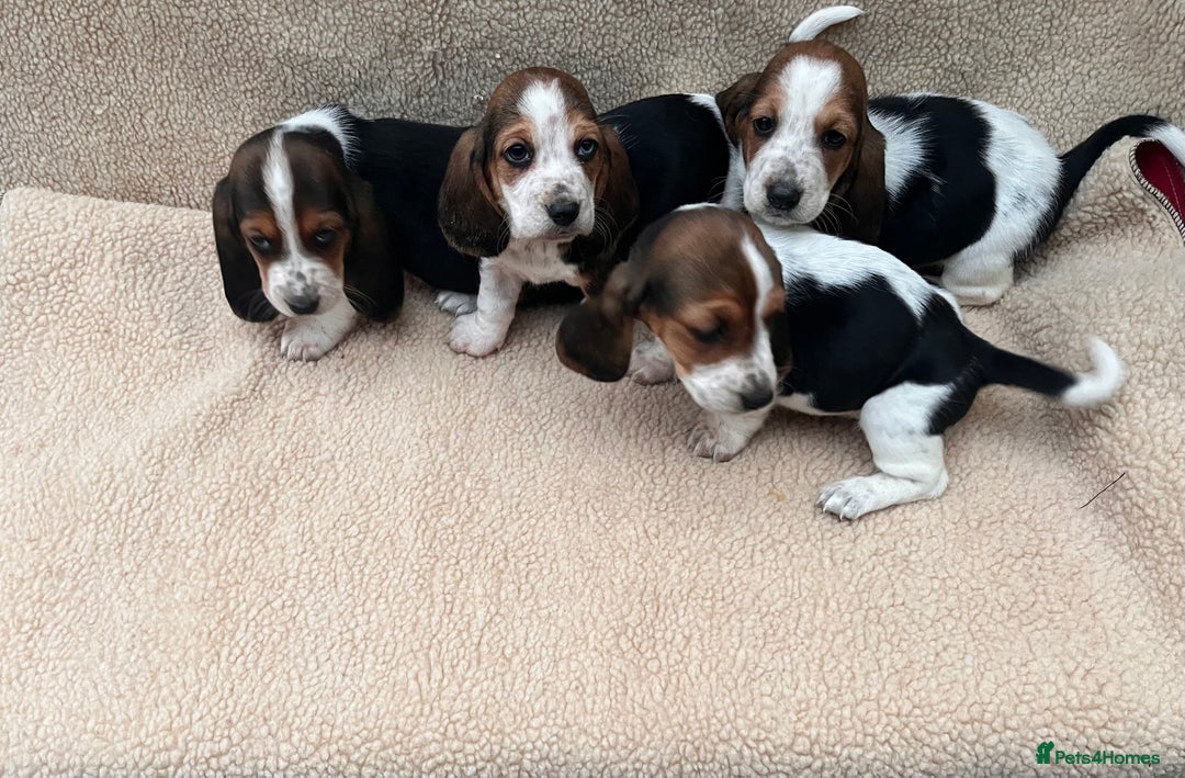 Basset Hound dogs for sale: Bassat hound puppys  - Image 2