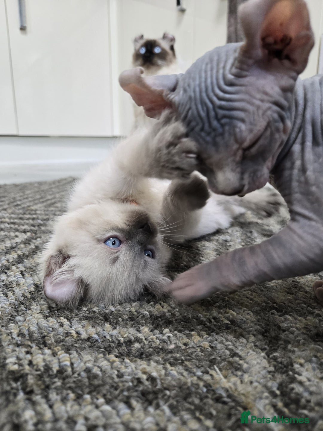 American Curl cats for sale: RARE, Unique, Affectionate American Curl Kittens!  - Advert 25