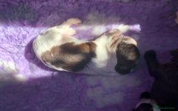 Cocker Spaniel dogs for sale: Gorgeous Working Cocker Spaniel puppies - Image 16