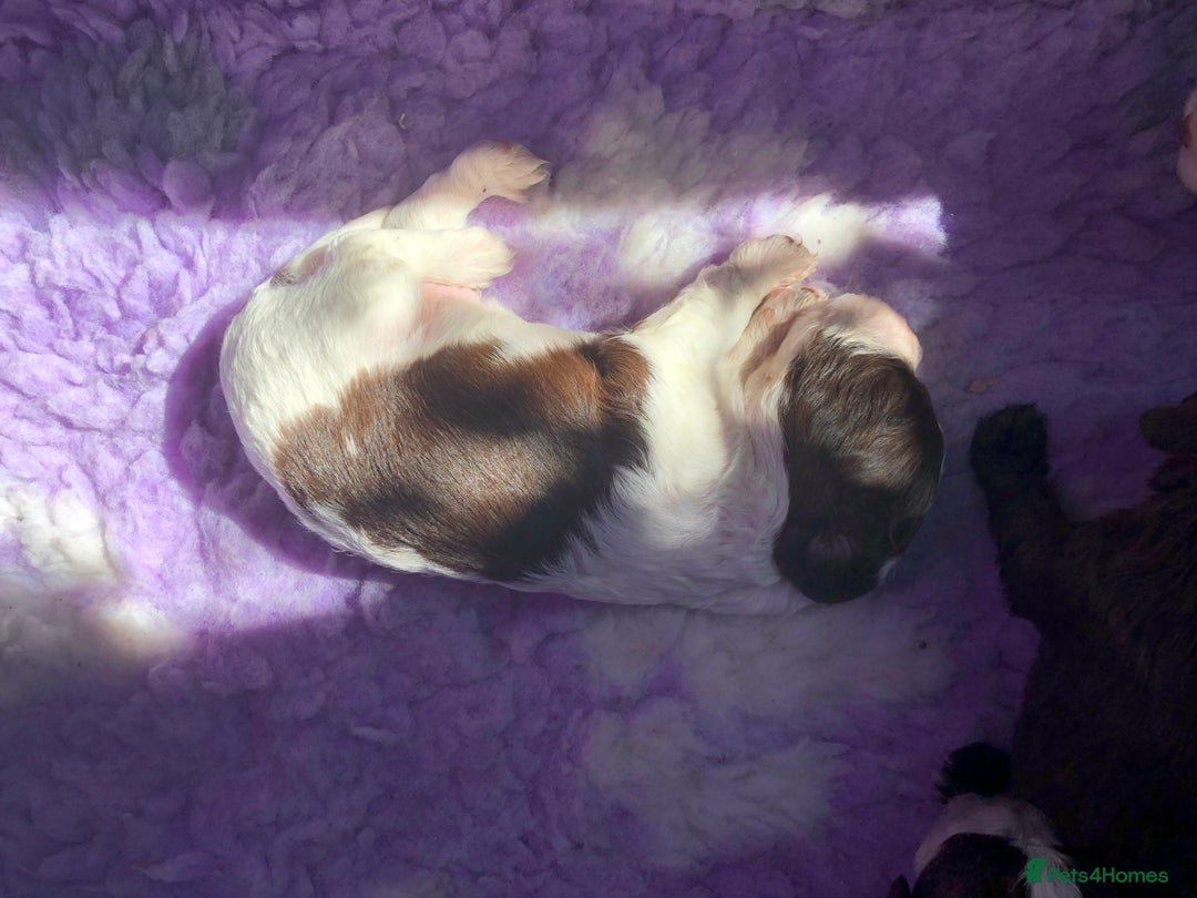 Cocker Spaniel dogs for sale: Gorgeous Working Cocker Spaniel puppies - Image 16