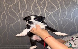 Mixed Breed dogs for sale: Husky Mix Puppies  - Image 7