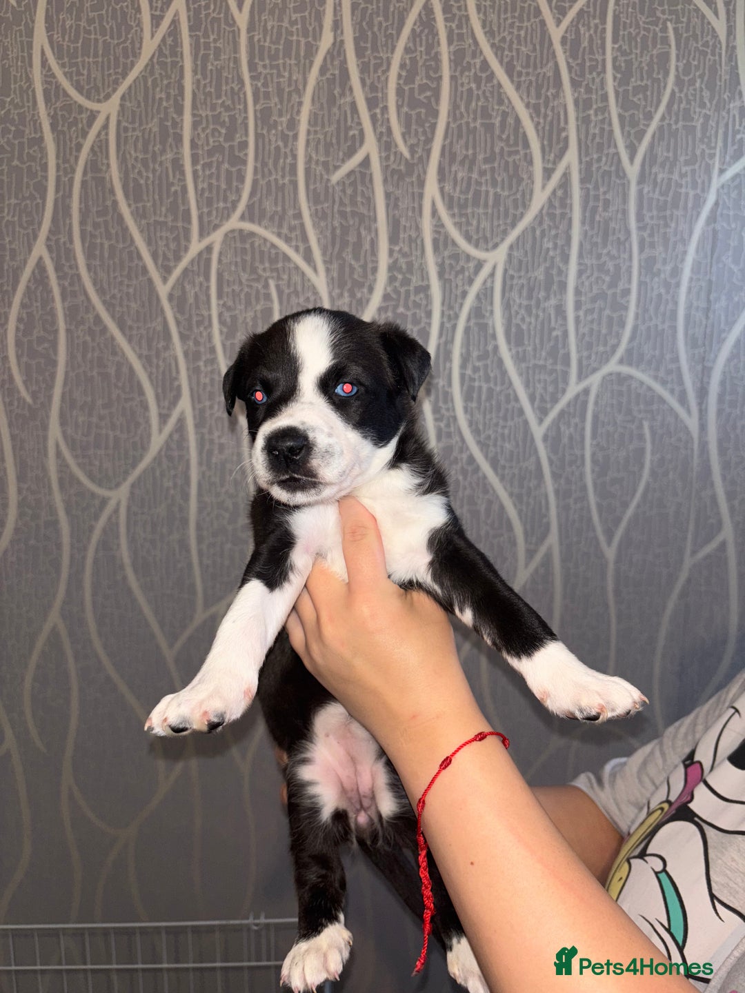 Mixed Breed dogs for sale: Husky Mix Puppies  - Image 7