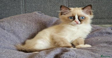 Ragdoll cats - Advert 11