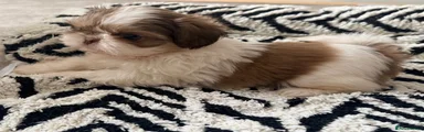 Shih Tzu 2