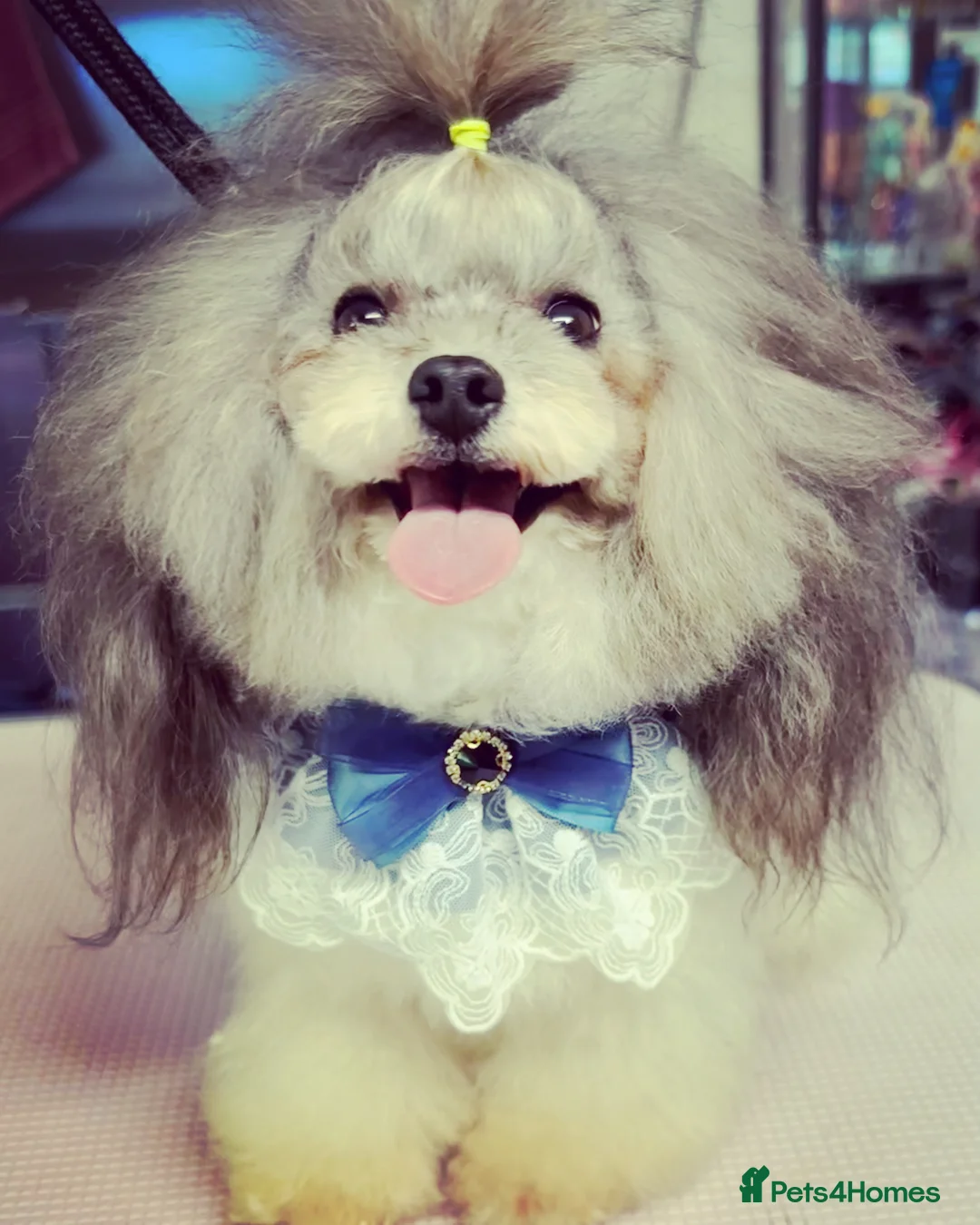 Toy Poodle dogs for stud: 7.5inch Toy HEALTH TESTED ASIAN IMPORT in Guildford - Advert 13