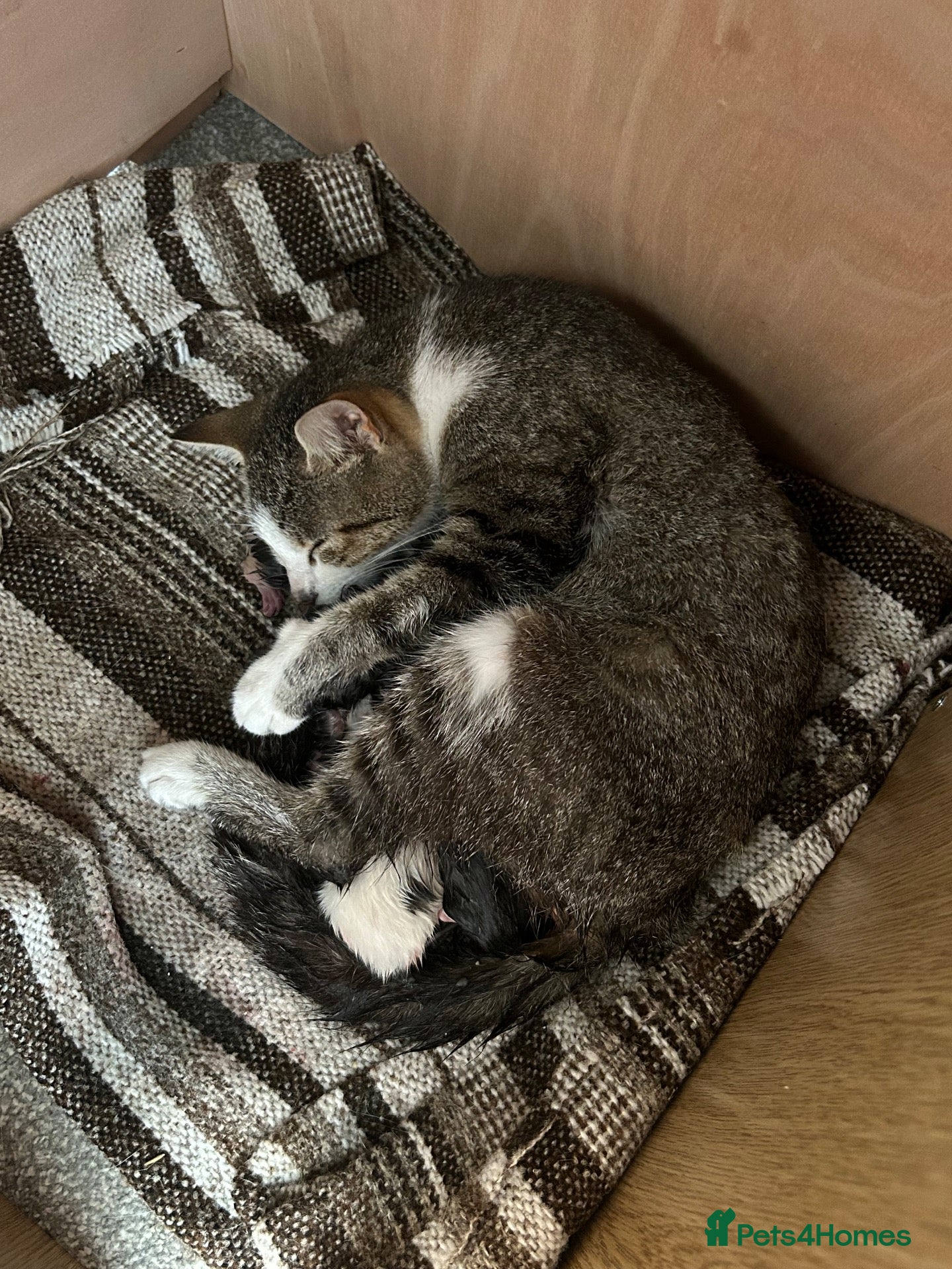 Mixed Breed cats Beautiful kittens for sale - Advert 1
