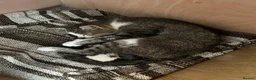 Mixed Breed cats for sale: Beautiful kittens for sale - Advert 1