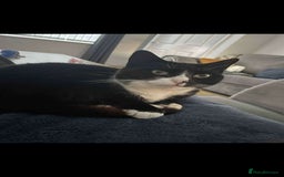 Domestic Shorthair cats for sale: 2 cats for sale! - Image 1