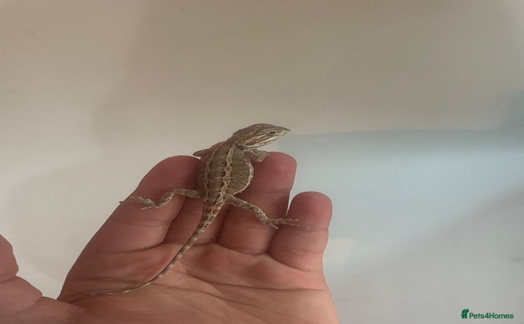 Dragon reptiles - Advert 1