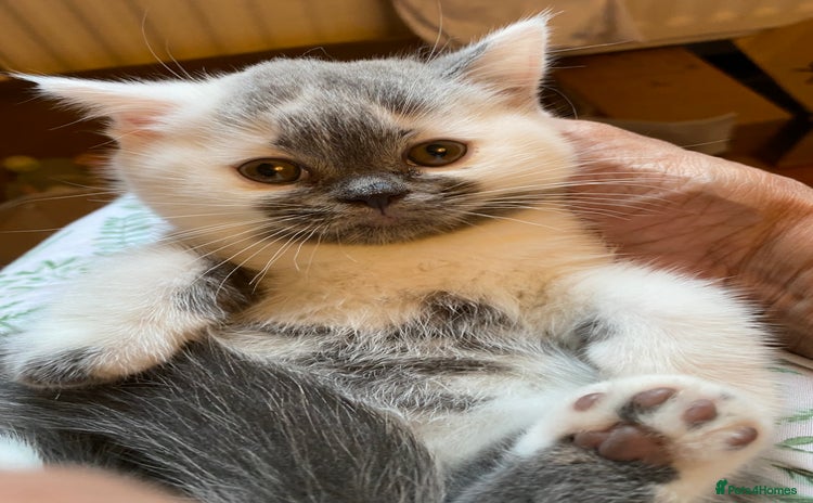 British Shorthair cats - Advert 8
